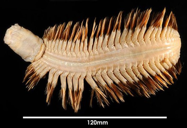 5[-]loài[-]sâu[-]đáng[-]sợ[-]nhất[-]hành[-]tinh[-]7